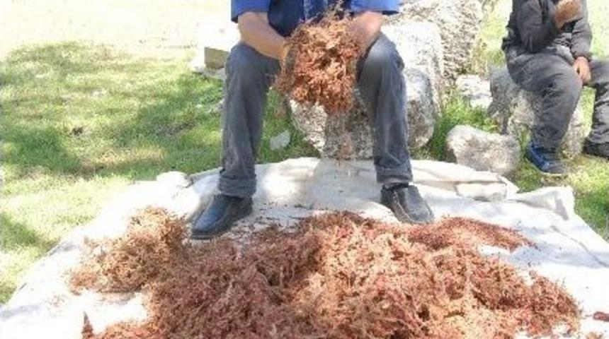 Silifke&rsquo;de Sumak Zamanı