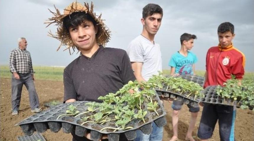 Diyarbakırlı Aileler Umutlarını Muş’ta Toprağa Bağladı