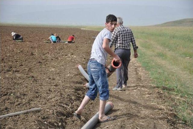 Diyarbakırlı Aileler Umutlarını Muş’ta Toprağa Bağladı