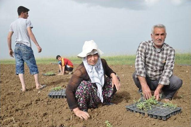 Diyarbakırlı Aileler Umutlarını Muş’ta Toprağa Bağladı