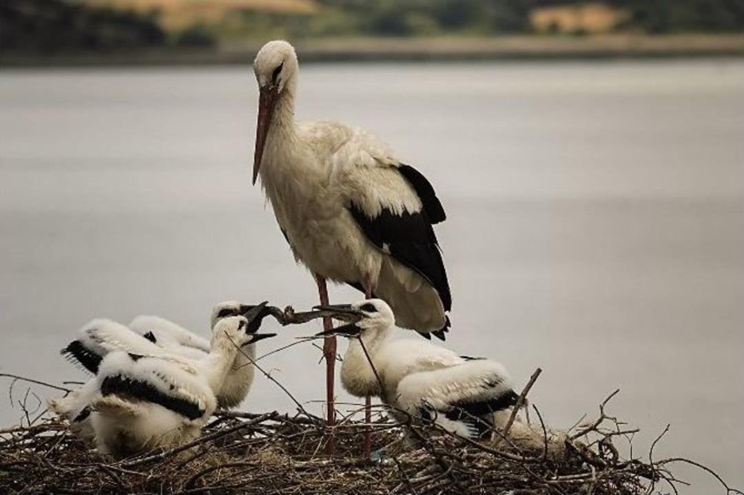 Anne Leylek Yavrularını İşte B&ouml;yle Besliyor...(&ouml;zel Haber)
