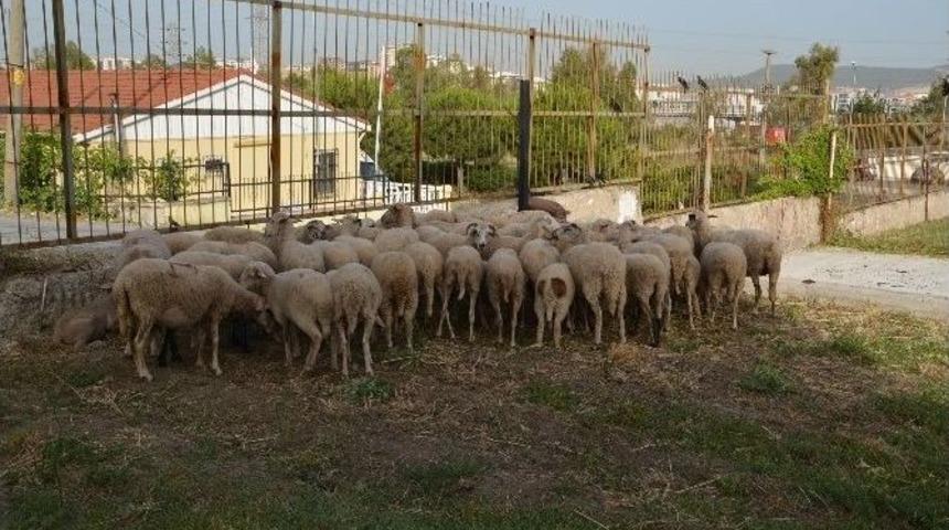 Aliağa&rsquo;da &rsquo;kuzu&rsquo; Operasyonu