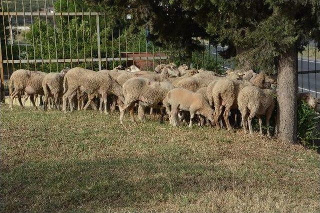 Aliağa’da ’kuzu’ Operasyonu