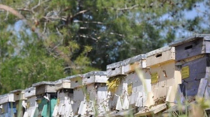 Manavgat&rsquo;ta Bal Ormanı