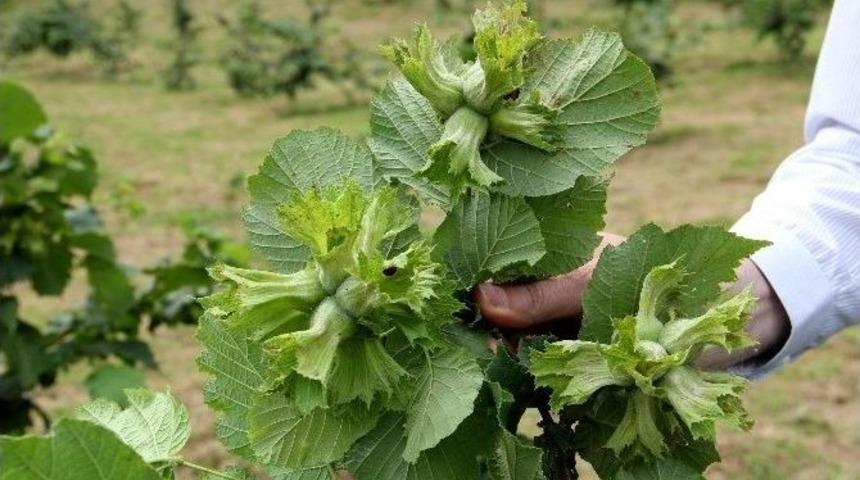 &Ouml;rnek Bah&ccedil;elerde Dalları Fındık Bastı