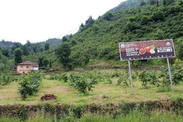 Örnek Bahçelerde Dalları Fındık Bastı