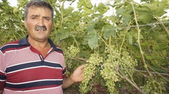 Üzümcüyü Dolu Ve Don Afetinden Sonra Güneş Vurdu