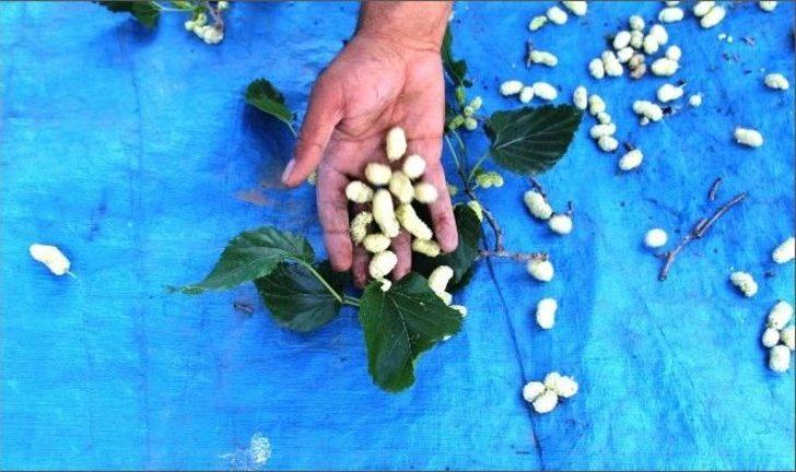 Dut Pekmezi Oruçluların Vazgeçilmezi Oldu G1