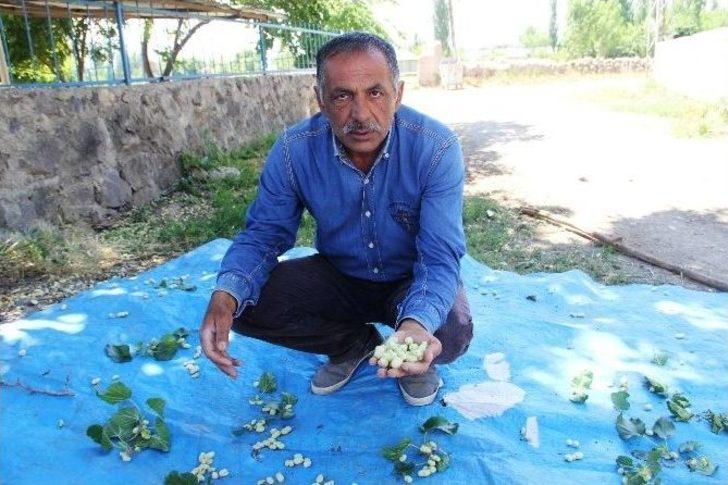 Dut Pekmezi Oruçluların Vazgeçilmezi Oldu G2