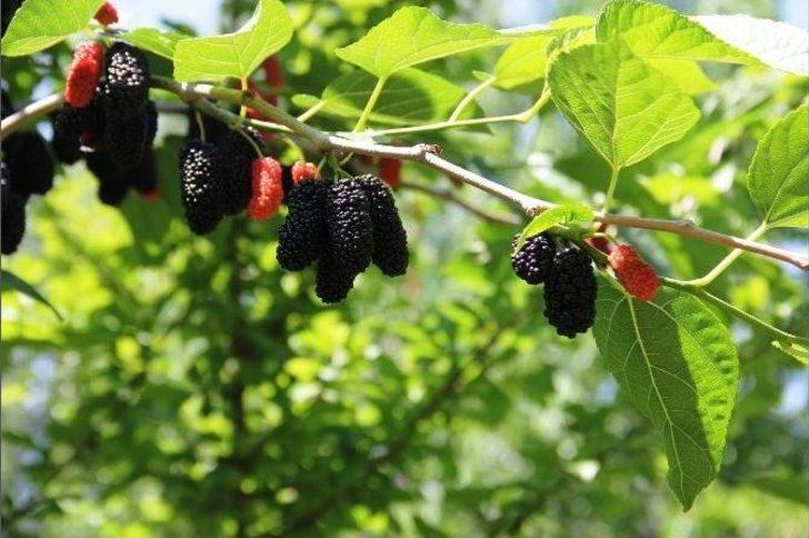 Dut Pekmezi Oruçluların Vazgeçilmezi Oldu G3