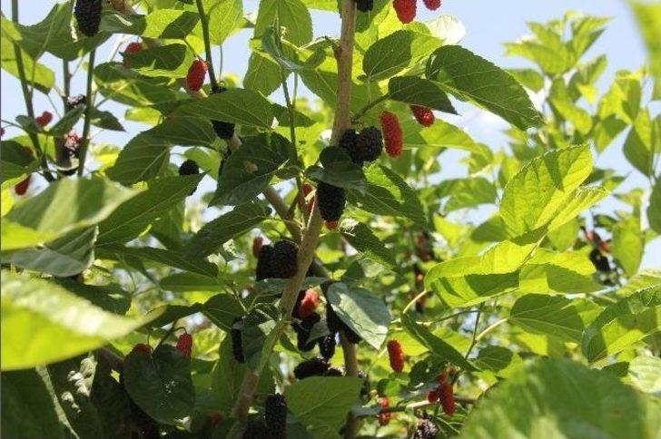 Dut Pekmezi Oruçluların Vazgeçilmezi Oldu G4