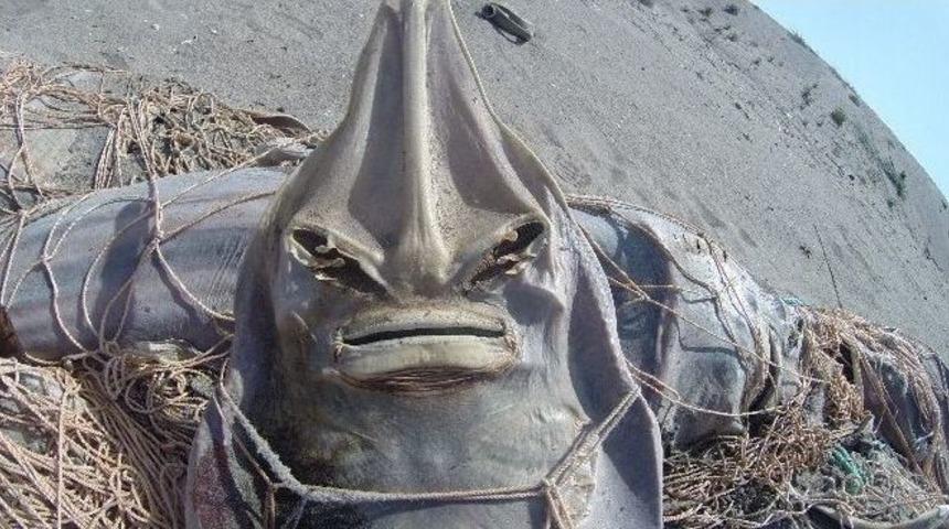 Ağlara Dolanarak &Ouml;len Deniz Canlıları Kıyıya Vurdu