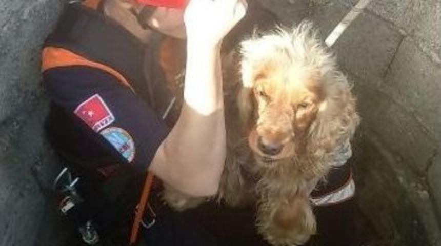 Kuyuya D&uuml;şen K&ouml;peğe Kurtarma Operasyonu