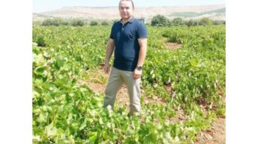 Bağ Salkım G&uuml;vesi Zararlısı Ve K&uuml;lleme Hastalığına Karşı Uyarı