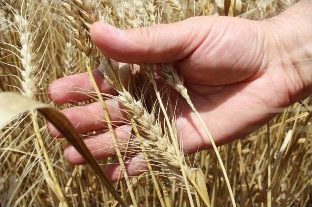 T&uuml;rkiye&rsquo;nin Yerli Tohumu Rumeli&rsquo;nin Hasadı Başladı