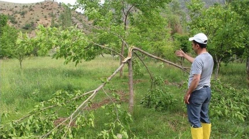 Ayı Meyve Ağa&ccedil;larını Kırdı