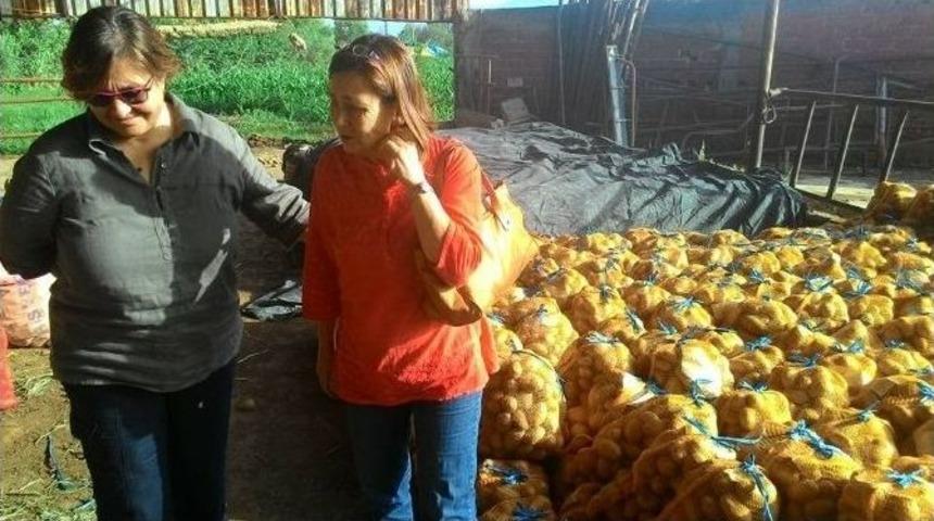 Konak Belediyesi &Uuml;reticiye Destek İ&ccedil;in 110 Ton Patates Aldı