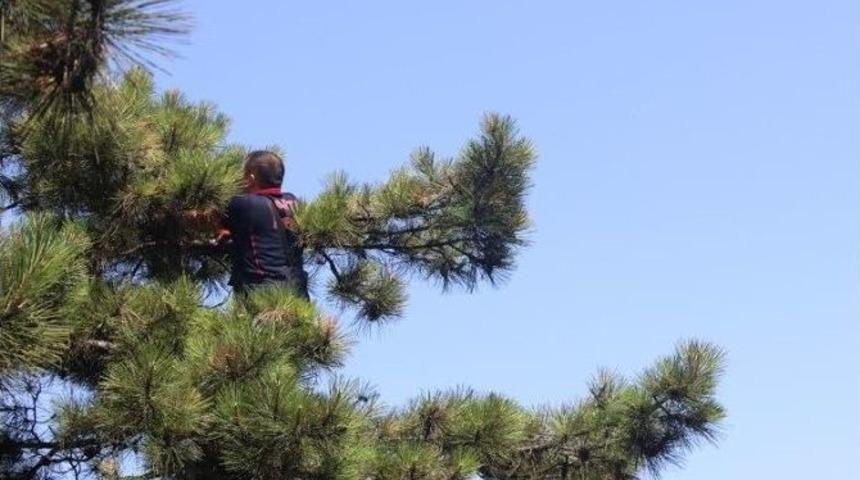 Ağa&ccedil;ta Mahsur Kalan Kediyi İtfaiye Kurtardı