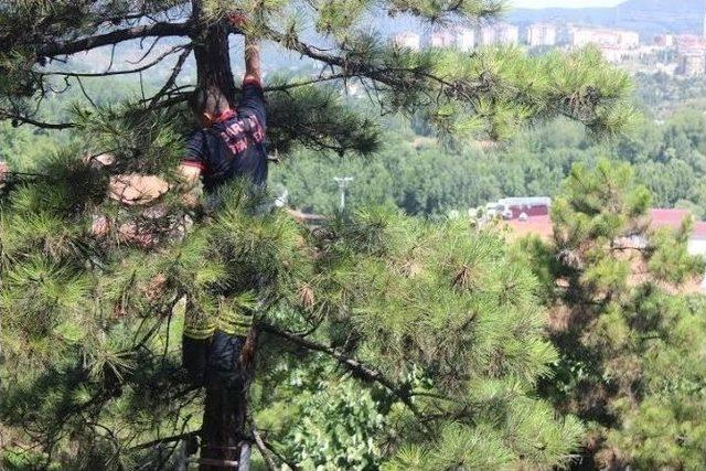 Ağaçta Mahsur Kalan Kediyi İtfaiye Kurtardı