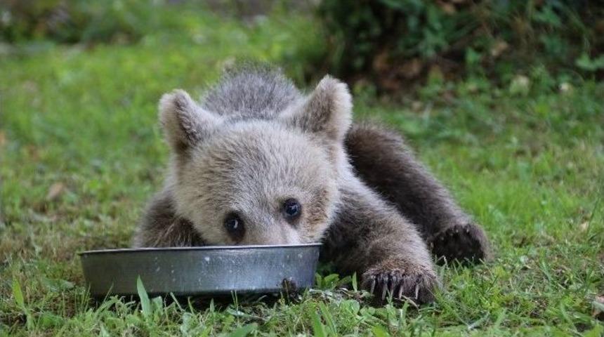 Yavru Ayı Korumaya Alındı