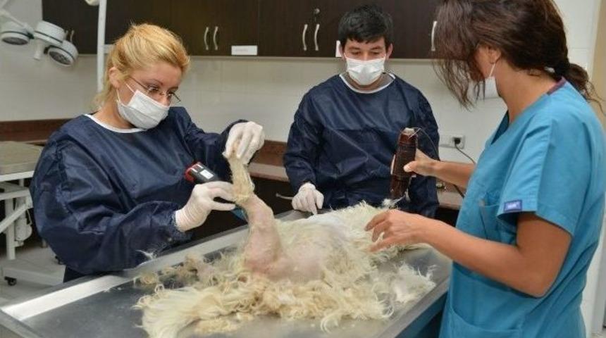 Konyaaltı&rsquo;nda Sokak Hayvanları Tıraşlanıp Yıkanıyor