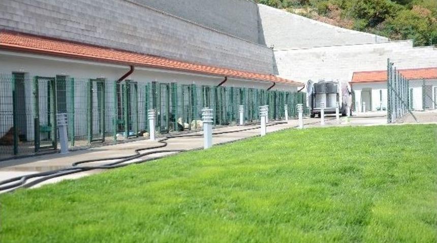 Bilecik Belediyesi Can Dostlara Yaptığı Yeni Yuvada Hizmet Vermeye Devam Ediyor