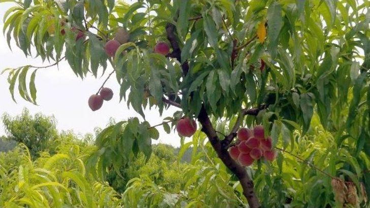 Şeftali Üreticisini Önce Yağmur Sonra Fiyatlar Vurdu G2