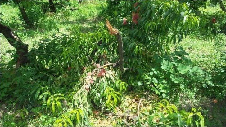 Şeftali Üreticisini Önce Yağmur Sonra Fiyatlar Vurdu G3