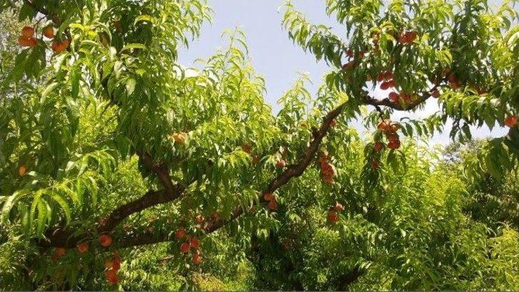 Şeftali Üreticisini Önce Yağmur Sonra Fiyatlar Vurdu G5