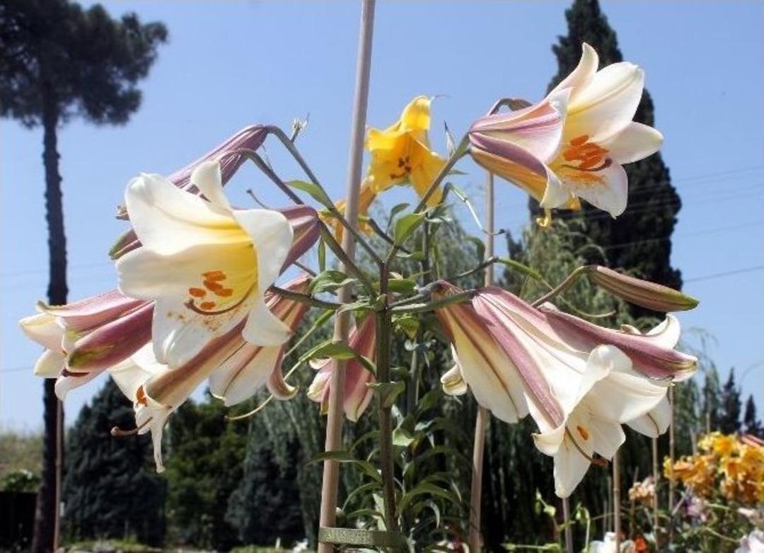 Zambak G&uuml;nleri Başladı