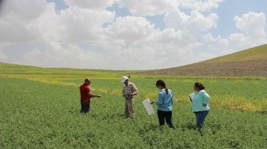 Yozgat&rsquo;ta Mikrobiyal G&uuml;bre İle Ekimi Yapılan Nohut Tarlası İncelendi
