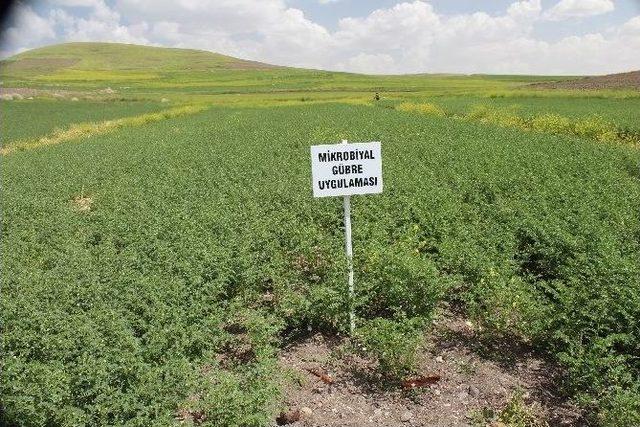 Yozgat’ta Mikrobiyal Gübre İle Ekimi Yapılan Nohut Tarlası İncelendi