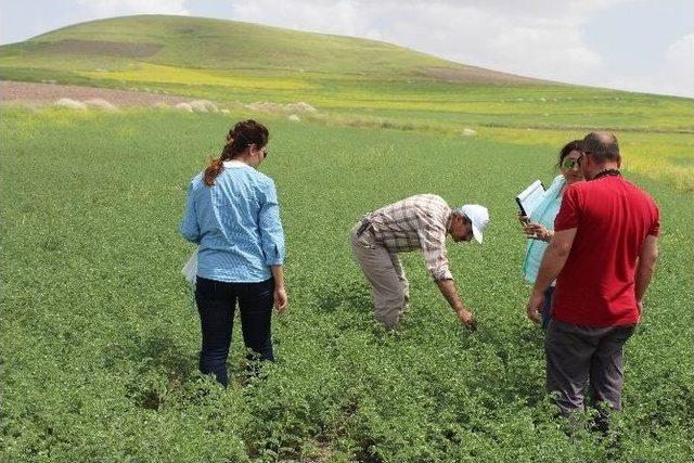 Yozgat’ta Mikrobiyal Gübre İle Ekimi Yapılan Nohut Tarlası İncelendi