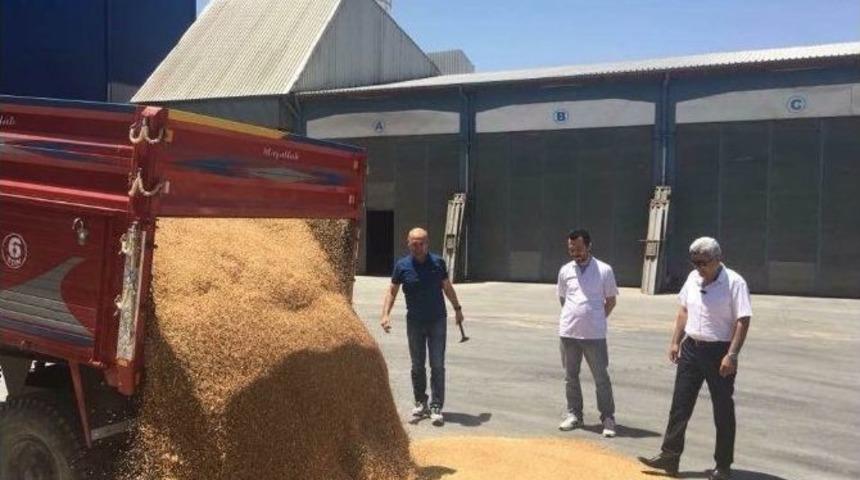 Polatlı&rsquo;da Yılın İlk Mahsul Buğdayı Satıldı