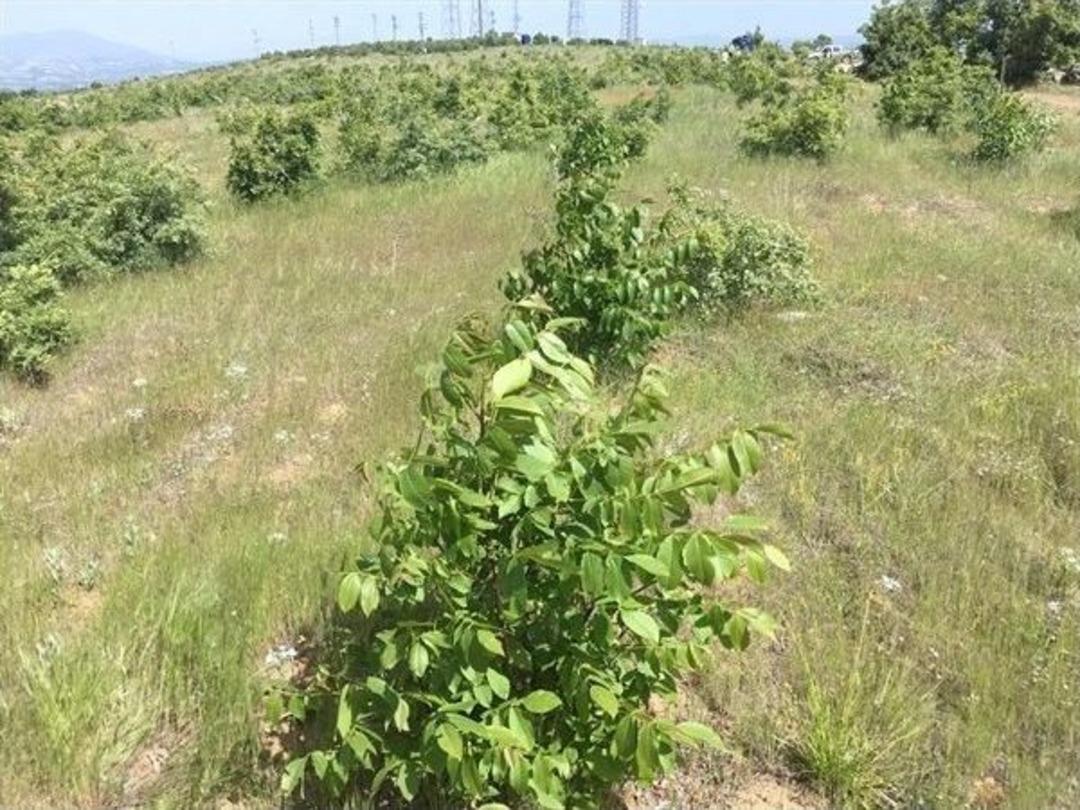 Gelir Getirici T&uuml;r Ağa&ccedil;landırması İle Orman K&ouml;yl&uuml;s&uuml;ne Katkı