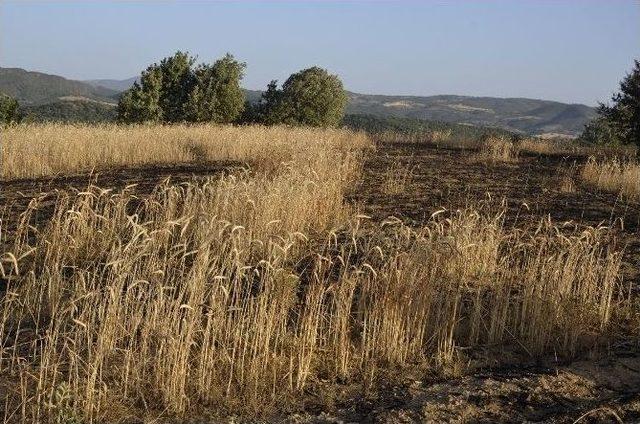 Uşak’ta Buğday Tarlası Ve Makilik Alanda Yangın
