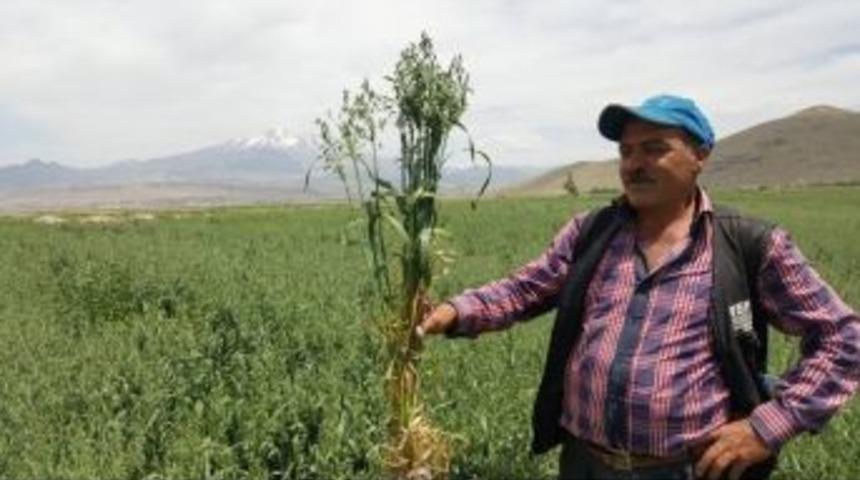 Kayseri Şeker&rsquo;den Yulaf, Danelik Mısır Ve Tohumluk Arpa Ekimine Destek