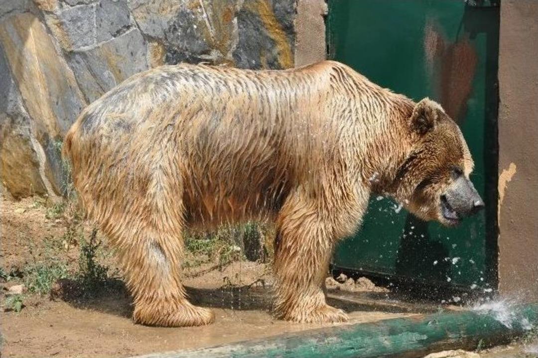 (&ouml;zel Haber) Sıcaktan Bunalan Hayvanlar Buzlu Meyve İle Serinliyor