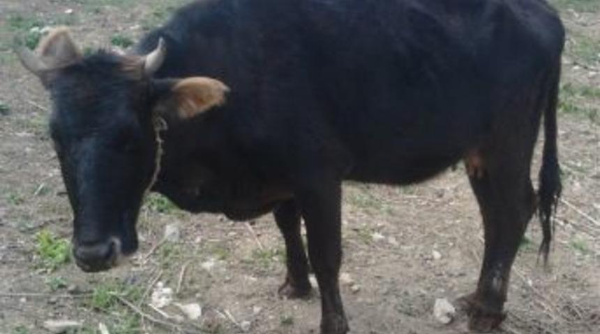 Hakkari Ge&ccedil;itli K&ouml;y&uuml;nde Şap Hastalığı Ş&uuml;phesi