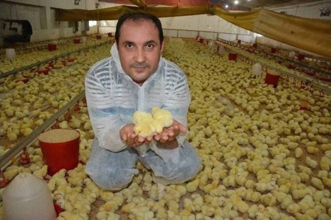 (&ouml;zel Haber) Minik Civcivler Dev Fanlarla Serinliyor