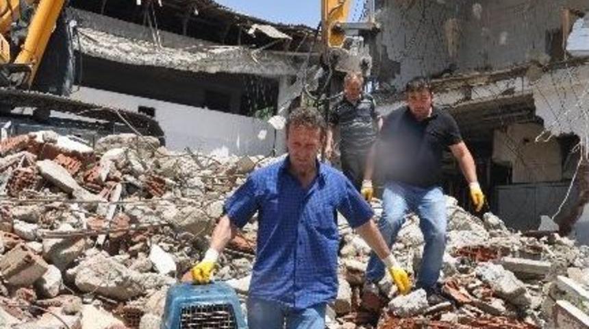 Enkazdan K&ouml;pek Yavruları &Ccedil;ıktı