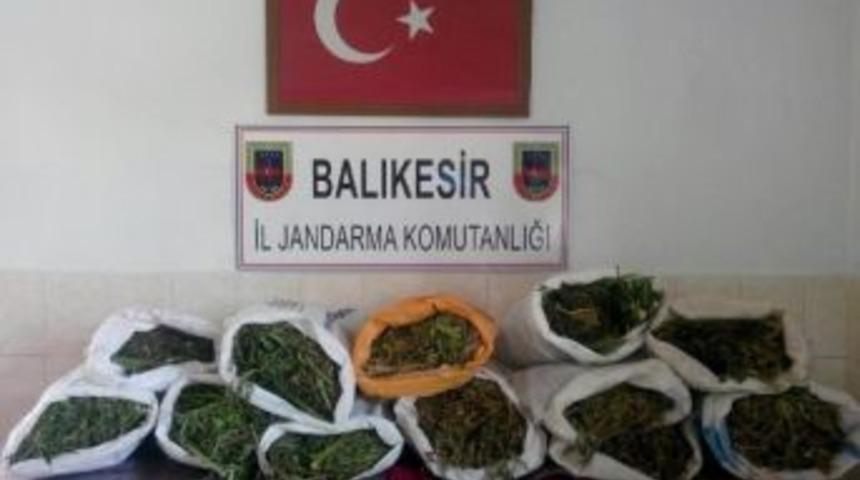 Balıkesir&rsquo;de 65 Kilo Esrar Ele Ge&ccedil;irildi