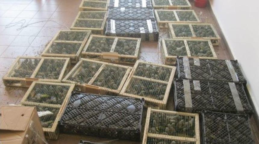 Kuş Ka&ccedil;ak&ccedil;ısına Astronomik Ceza&hellip;