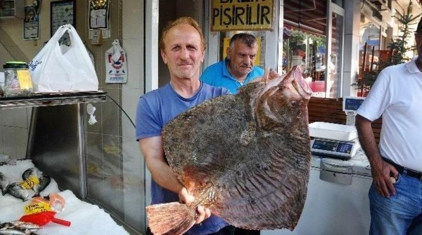 Dev Kalkan Balığı Kilosu 70 Tl&rsquo;den Satışa Sunuldu