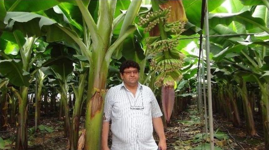 Silifke Muz &Uuml;retiminde De İddialı Konuma Geldi