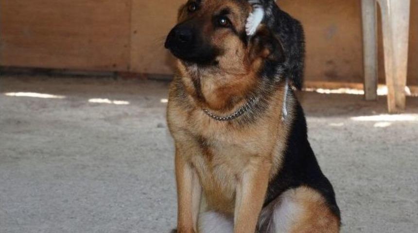 Kediyle Köpeğin İmrendiren Dostluğu