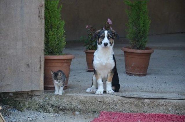 Kediyle Köpeğin İmrendiren Dostluğu