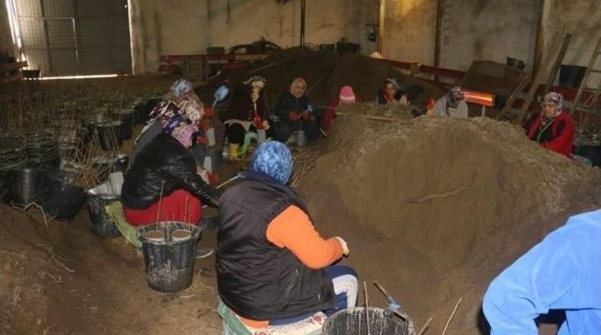 Zonguldak T&uuml;pl&uuml; Fındık &Uuml;retimini Başarı İle Tamamladı