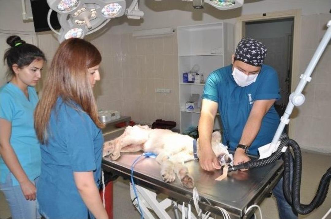 Yavru K&ouml;pek, Yaşamını &Uuml;&ccedil; Ayakla S&uuml;rd&uuml;recek