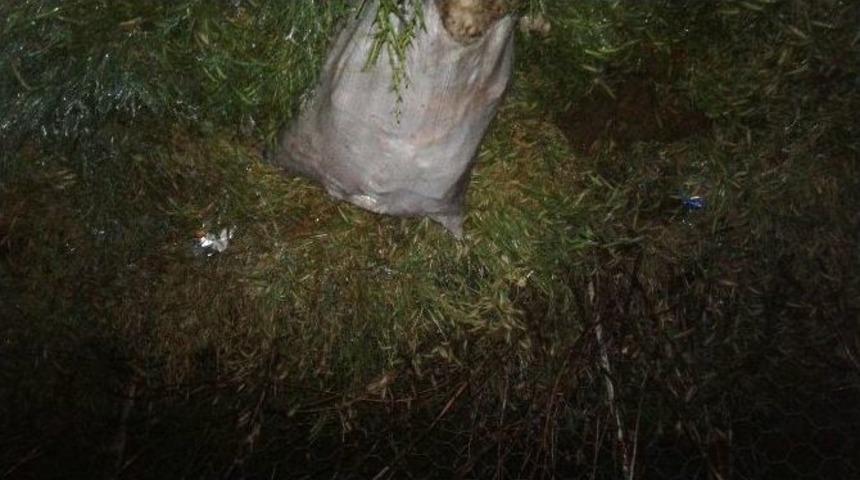 &Ccedil;evreye Atılan Hayvan Leşleri Mahalleyi Bezdirdi